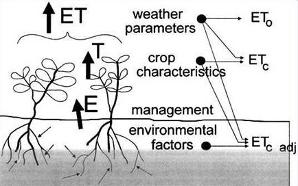 Water Requirements of Crops