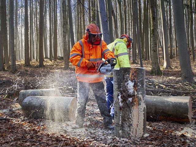 Sawing Timber