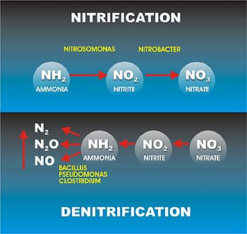 Nitrification Process