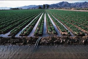 Surface Irrigation Methods